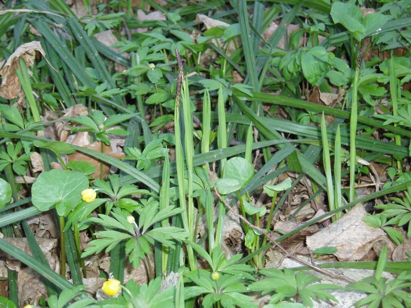 Image of Carex pilosa specimen.