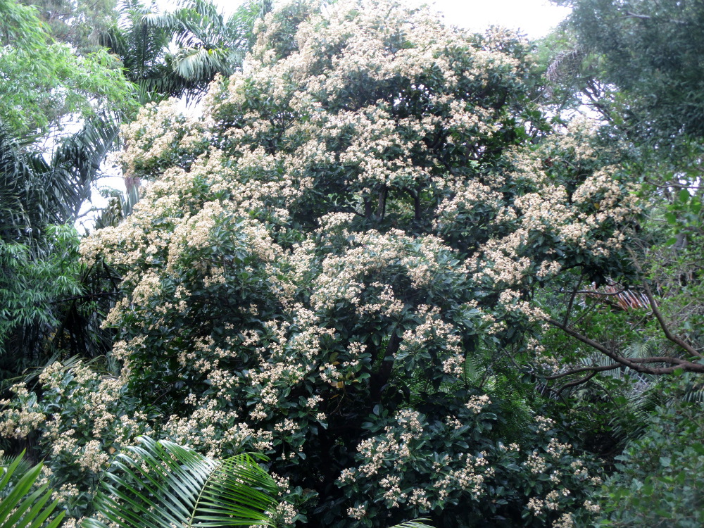 Image of Hernandia moerenhoutiana specimen.