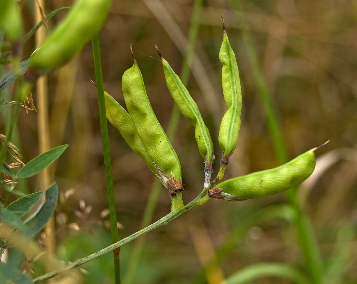 Изображение особи Lathyrus pratensis.