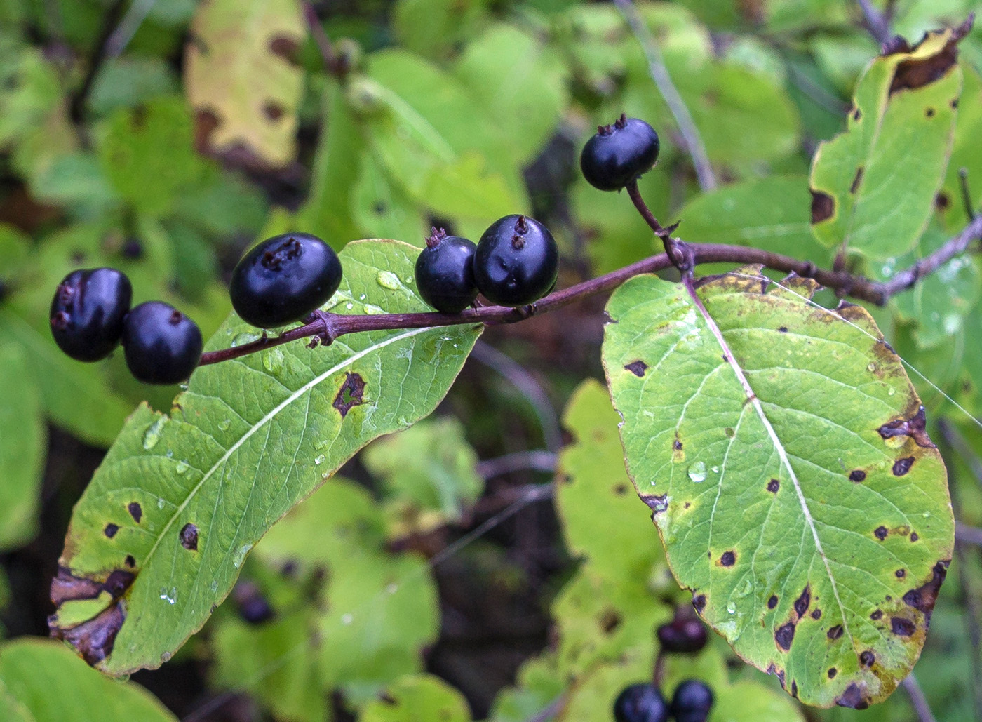 Image of Lonicera orientalis specimen.