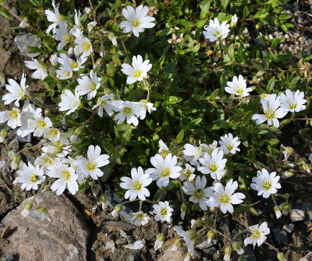 Изображение особи Cerastium alpinum.