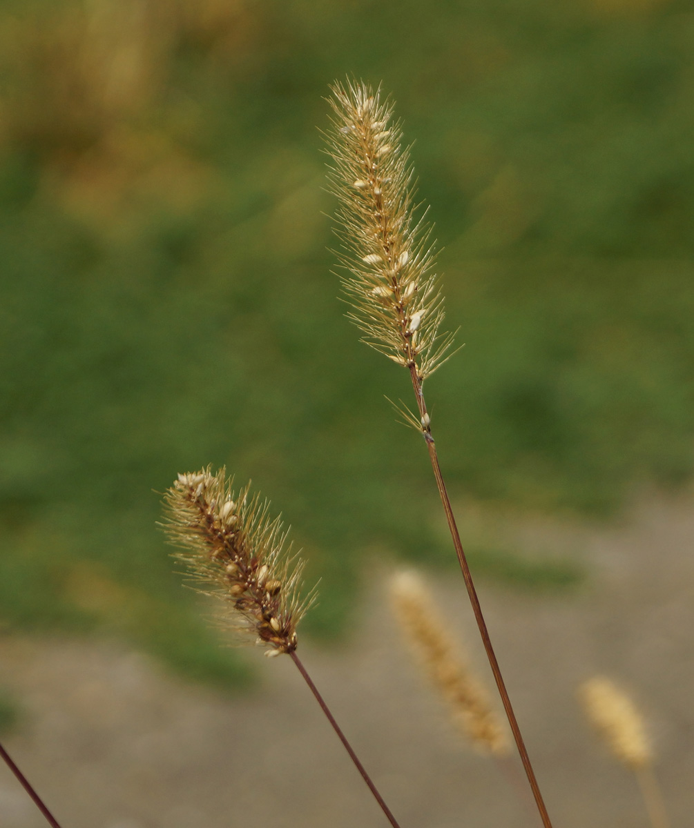 Image of Setaria viridis specimen.