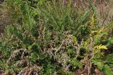 Polystichum californicum