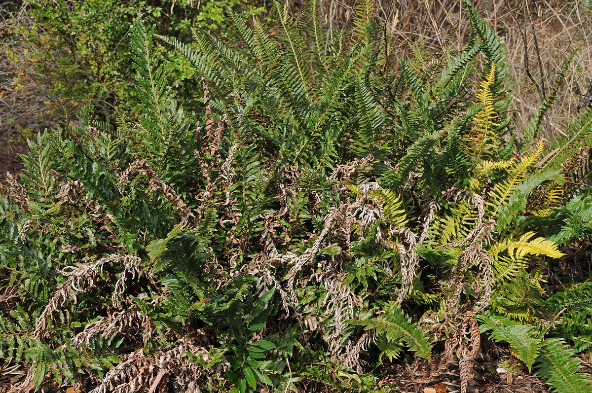 Изображение особи Polystichum californicum.