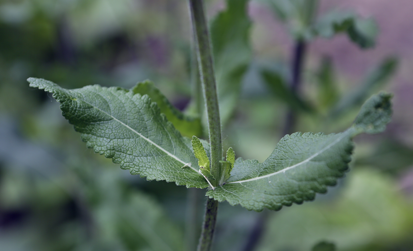 Image of Salvia tesquicola specimen.