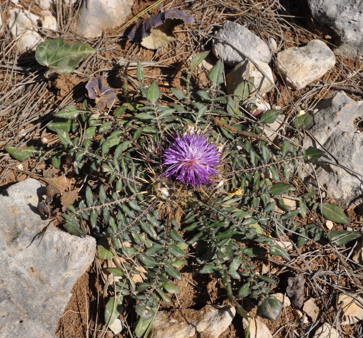 Изображение особи Centaurea raphanina ssp. mixta.