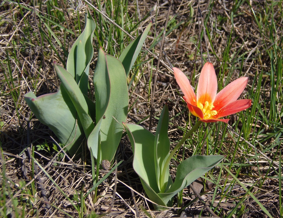 Изображение особи Tulipa kaufmanniana.