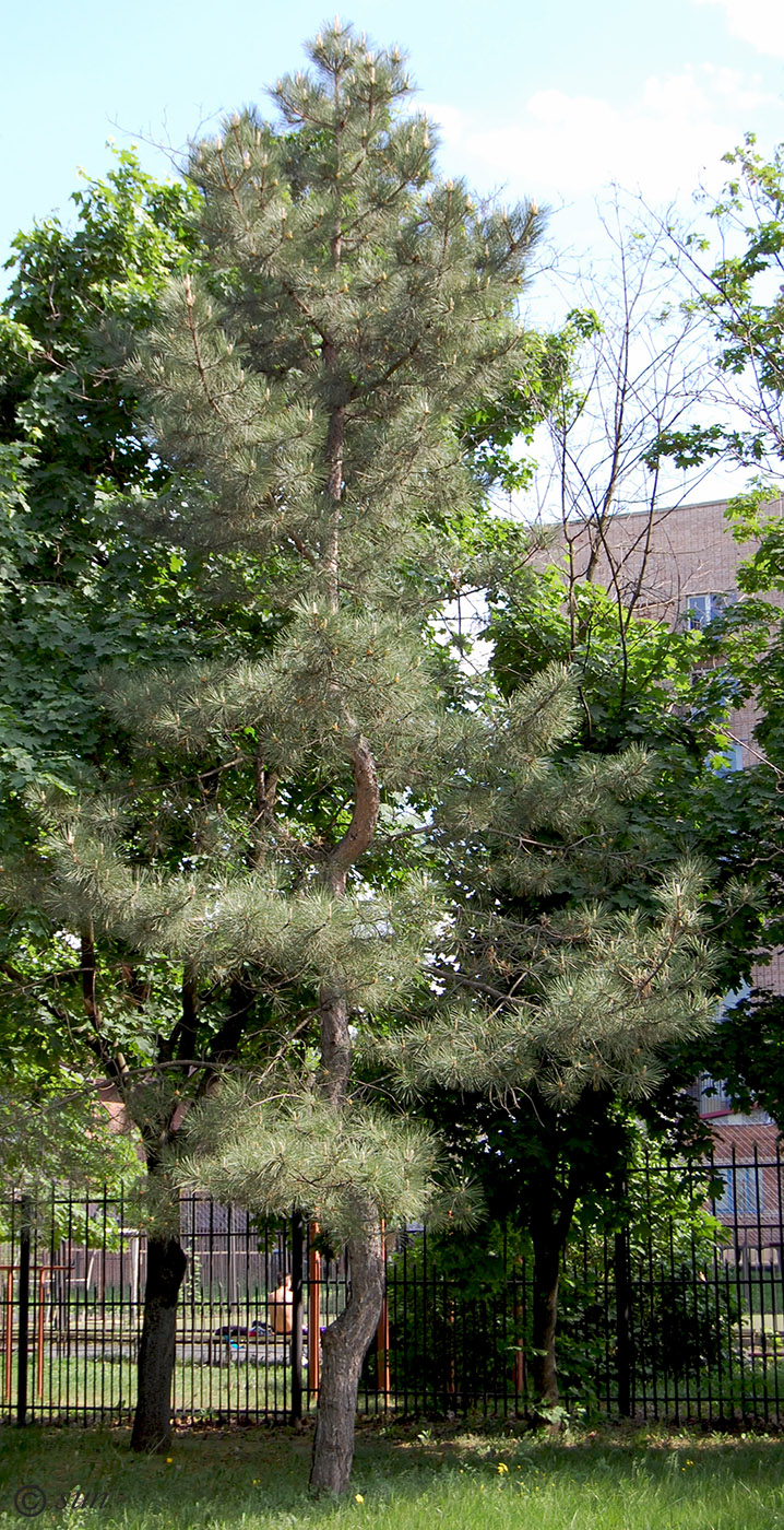 Image of Pinus pallasiana specimen.