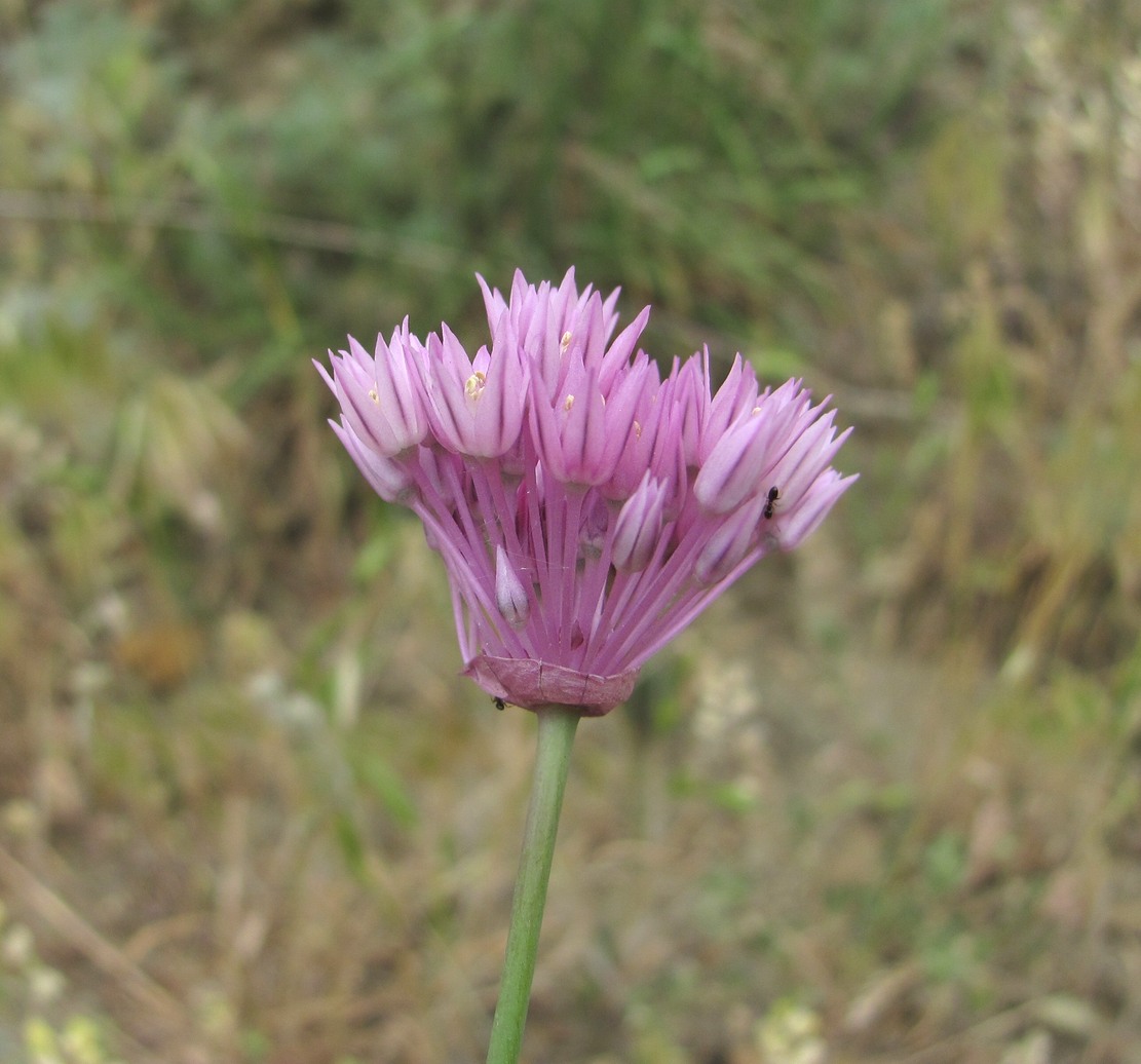 Image of Allium rubellum specimen.