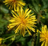 Crepis sibirica. Соцветие. Восточный Казахстан, г. Усть-Каменогорск, восточные окр., Лесхоз, пологий склон сопки, овраг. 30.07.2017.