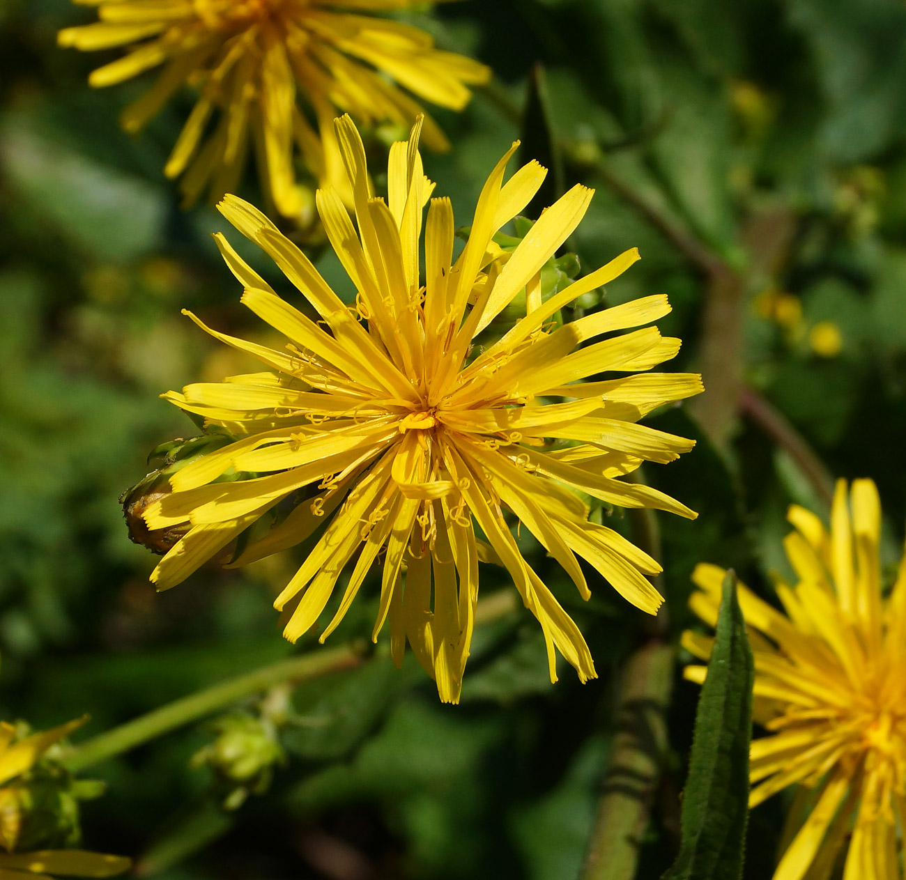 Image of Crepis sibirica specimen.