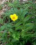 Potentilla anserina