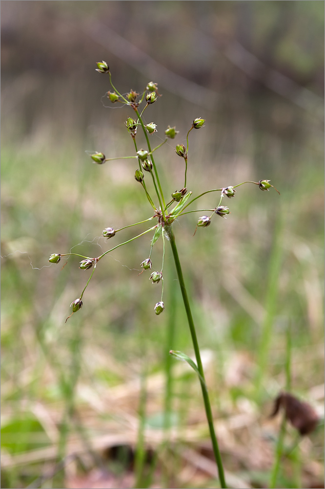 Image of Luzula pilosa specimen.