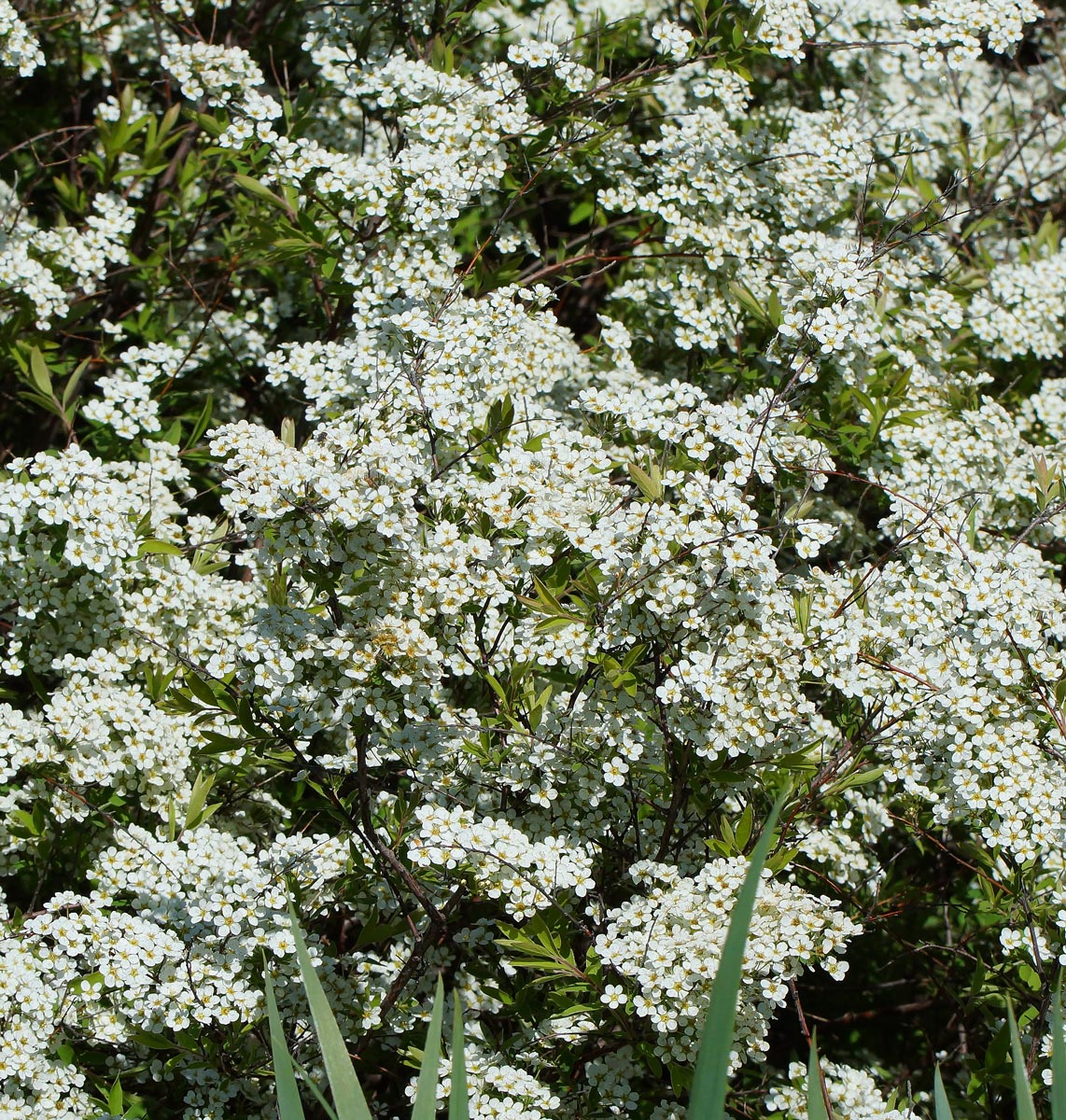 Image of Spiraea &times; cinerea specimen.