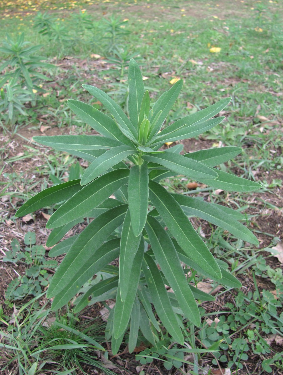 Image of genus Euphorbia specimen.