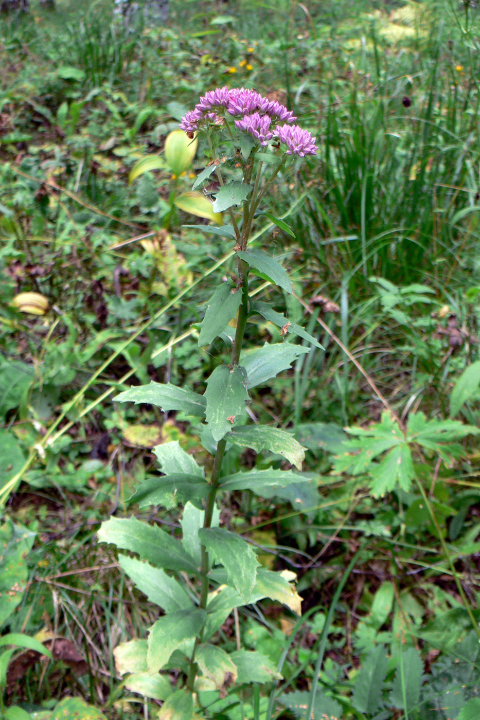 Image of Hylotelephium triphyllum specimen.