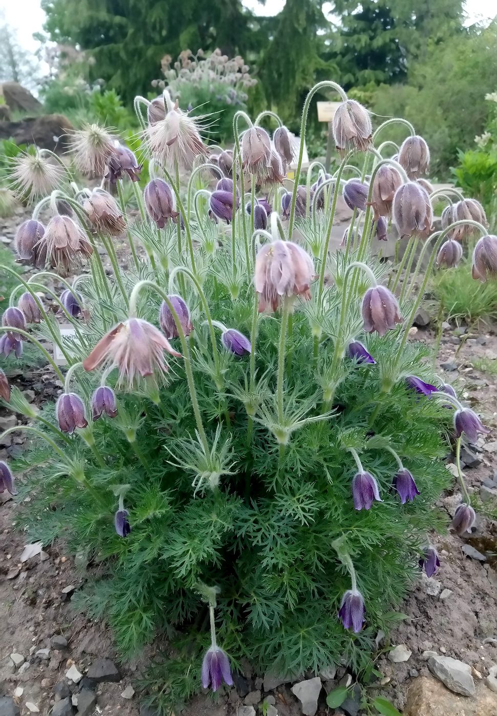 Изображение особи род Pulsatilla.