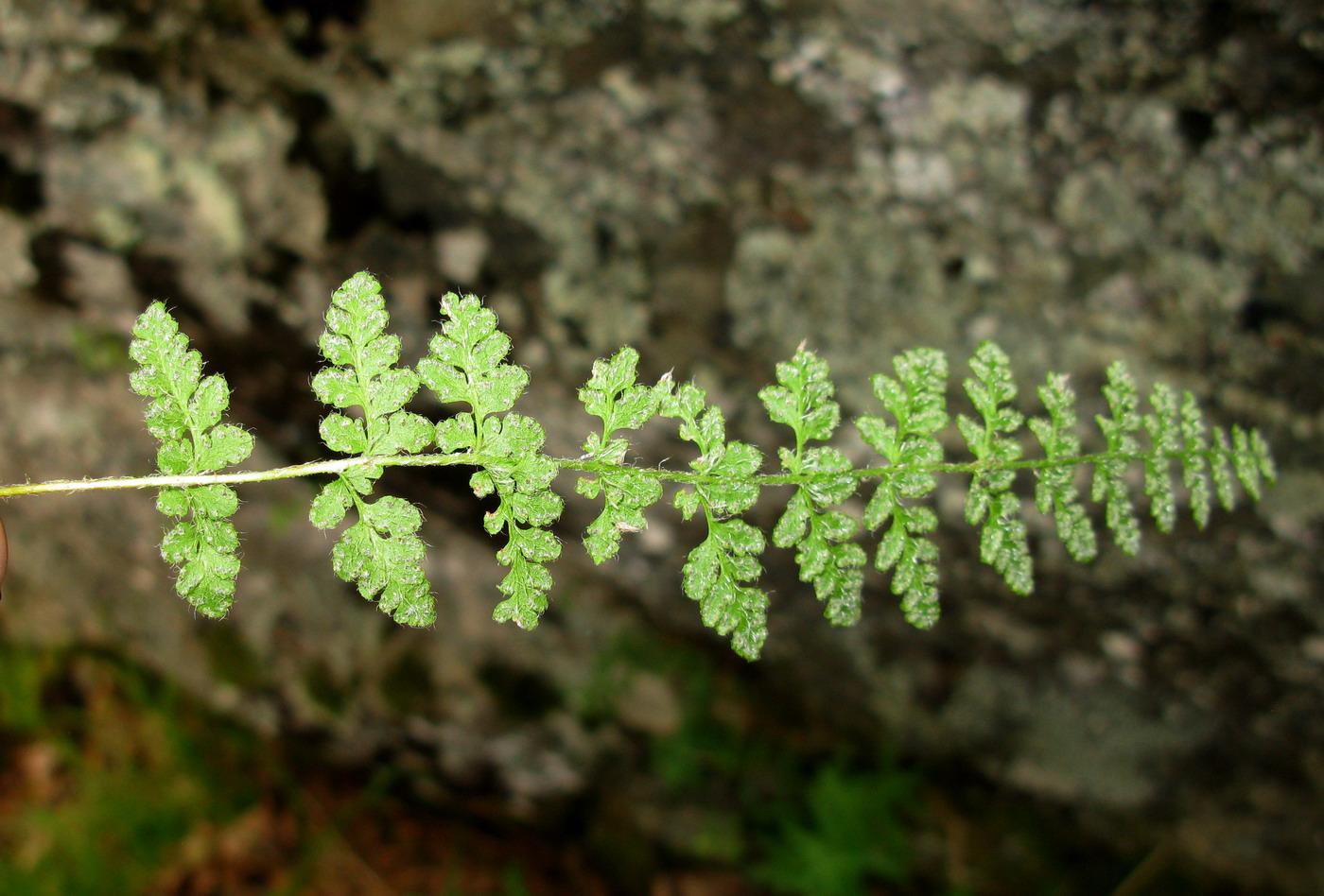 Image of Woodsia taigischensis specimen.