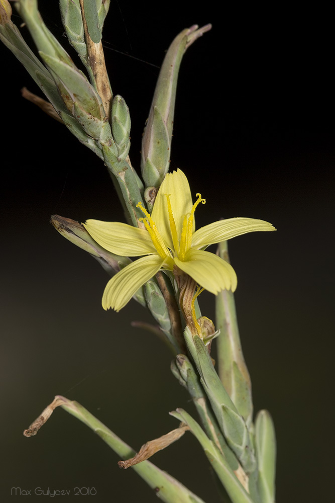 Image of Scariola viminea specimen.