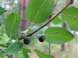 Rhamnus cathartica. Ветвь с плодами. Татарстан, г. Бавлы. 15.07.2010.