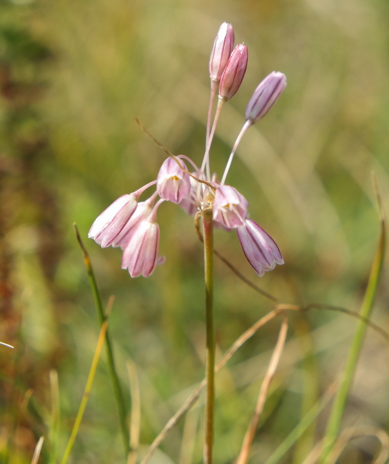 Image of Allium paniculatum specimen.