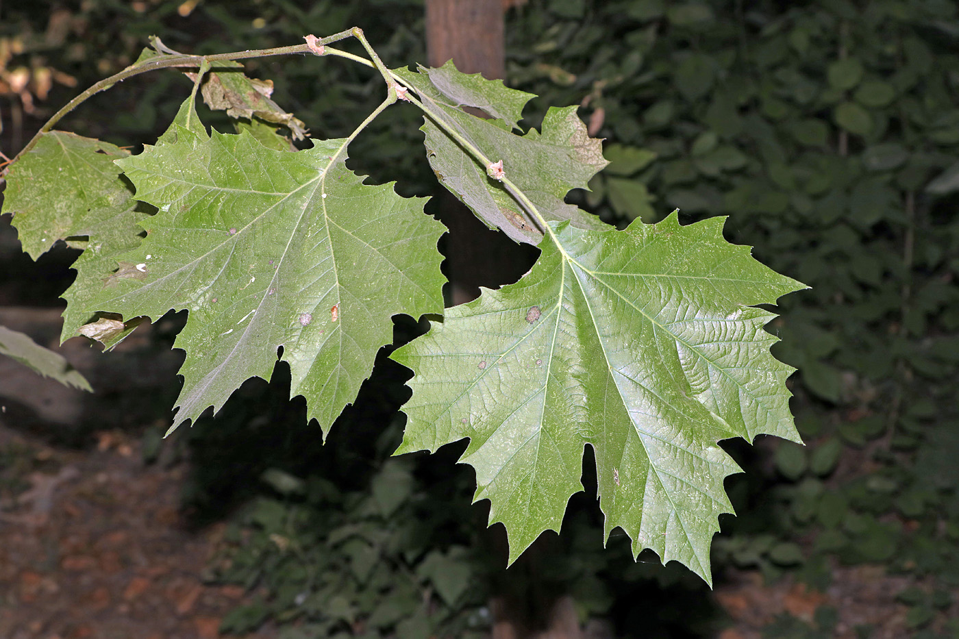 Image of Platanus &times; acerifolia specimen.