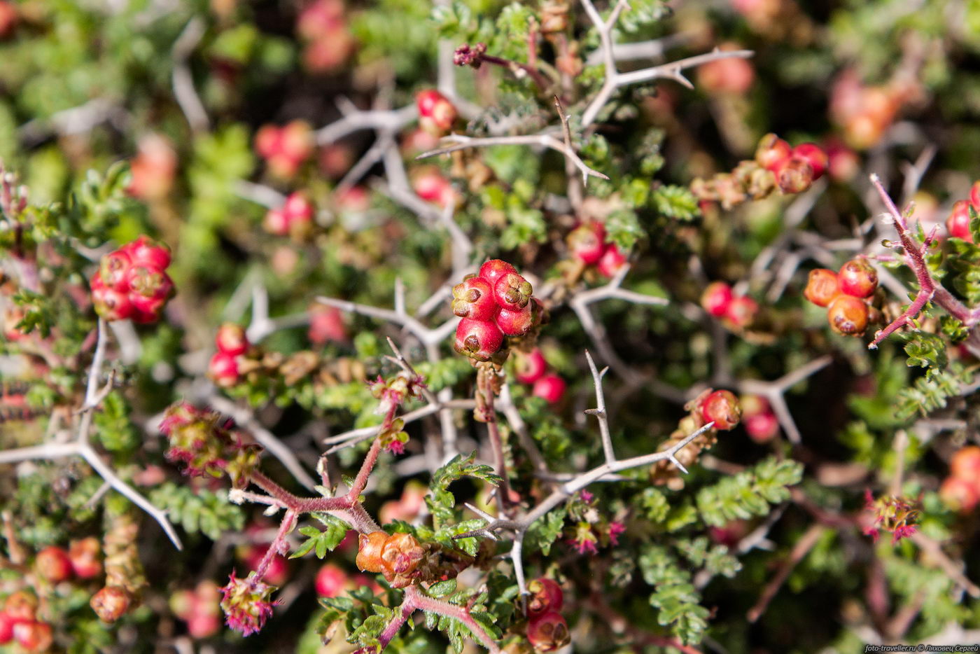 Image of Sarcopoterium spinosum specimen.