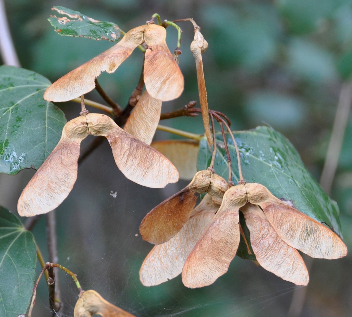 Image of Acer obtusifolium specimen.