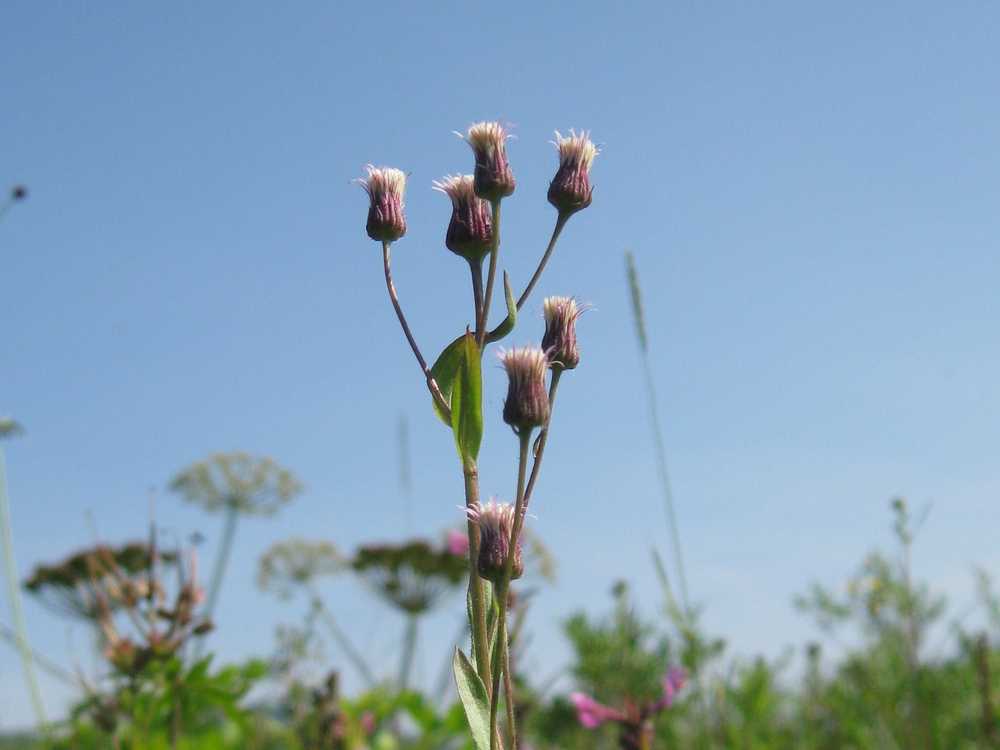 Image of Erigeron kamtschaticus specimen.