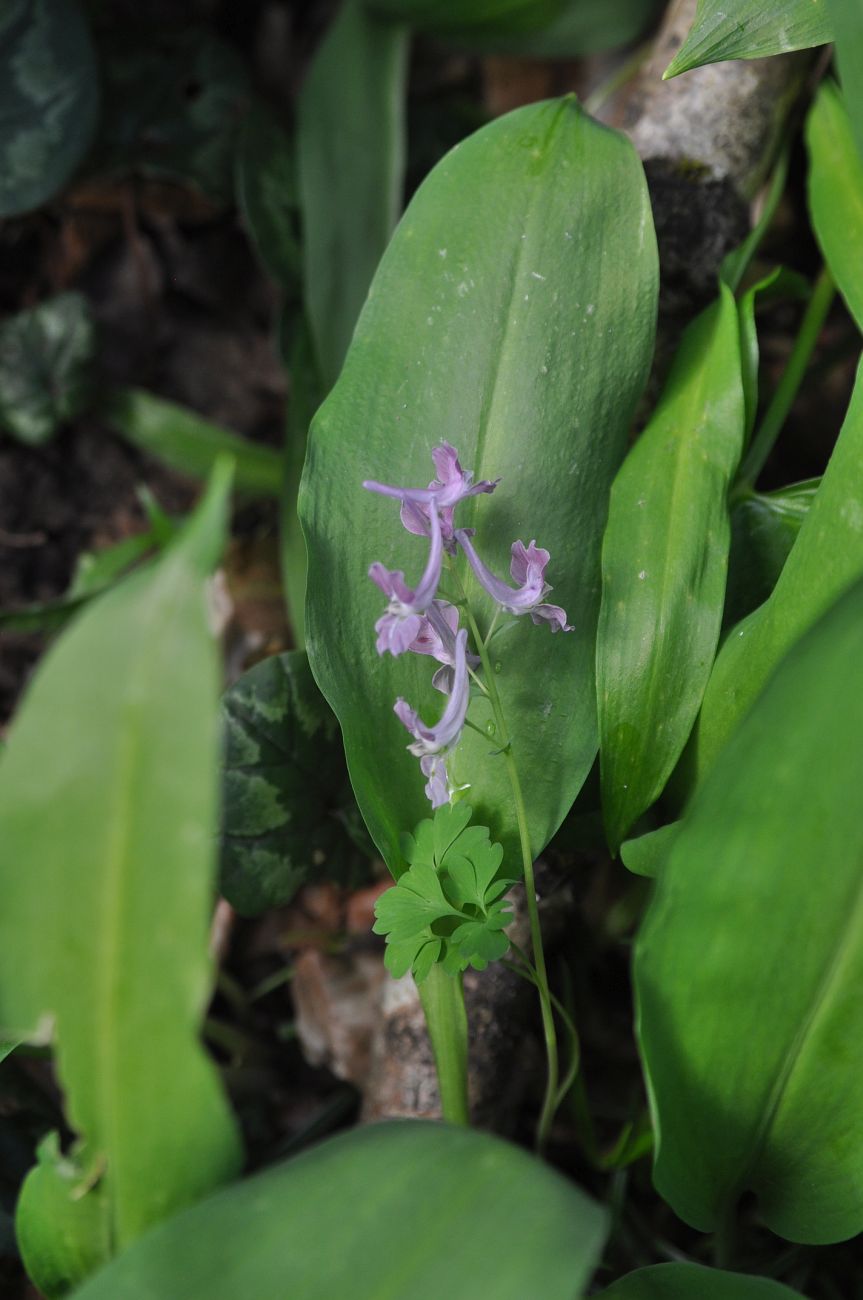 Image of Corydalis caucasica specimen.