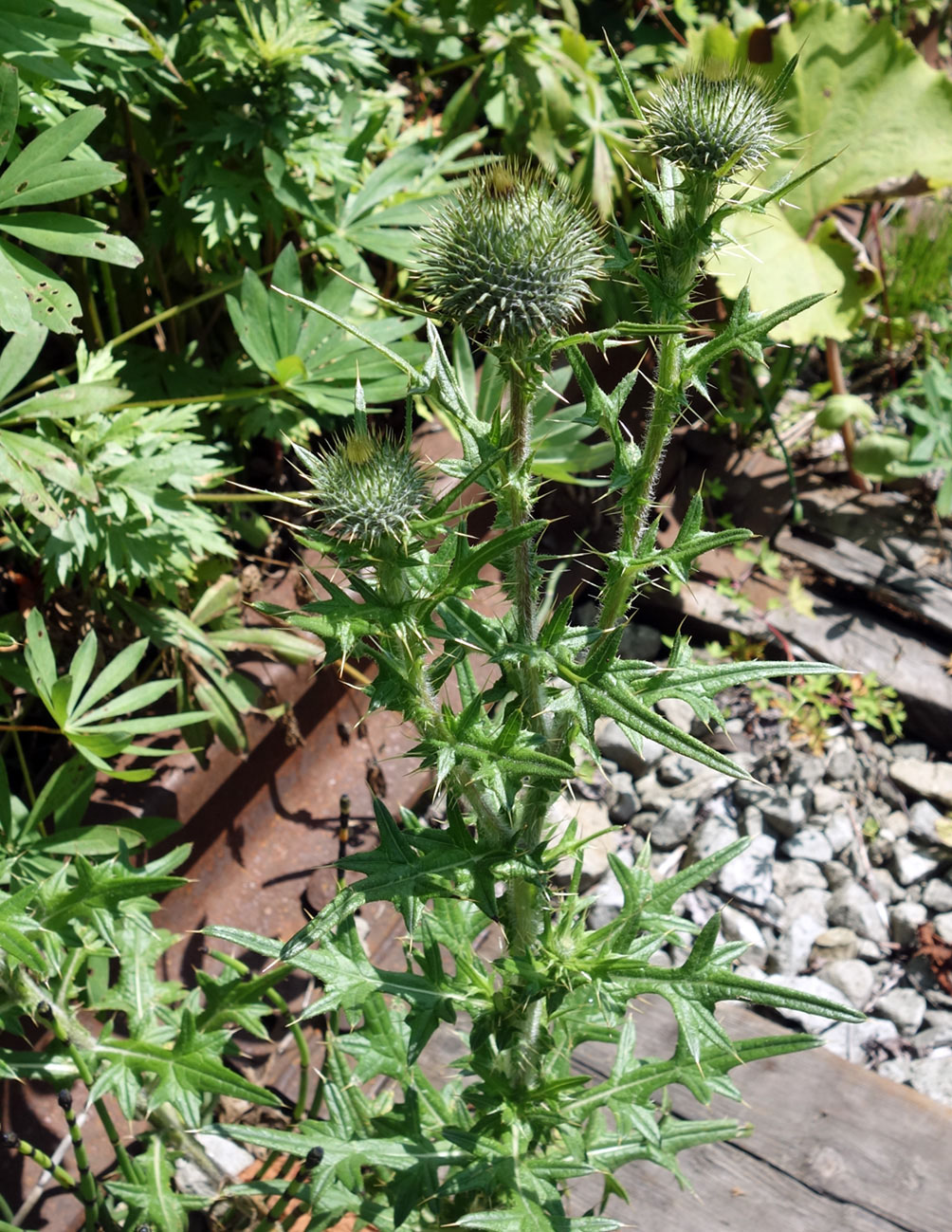 Изображение особи Cirsium vulgare.