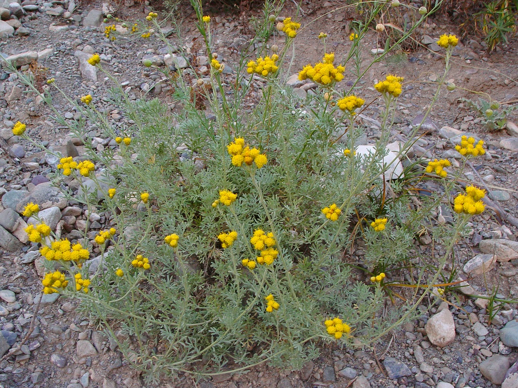 Image of Ajania fastigiata specimen.