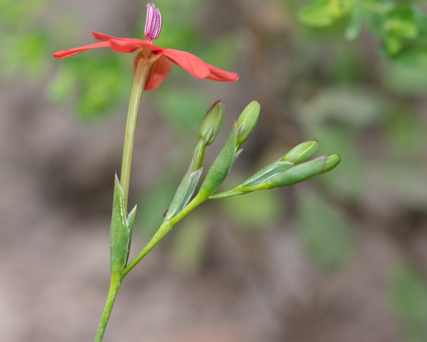 Image of Freesia laxa specimen.