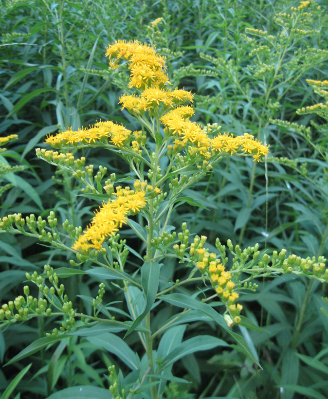 Image of Solidago gigantea specimen.