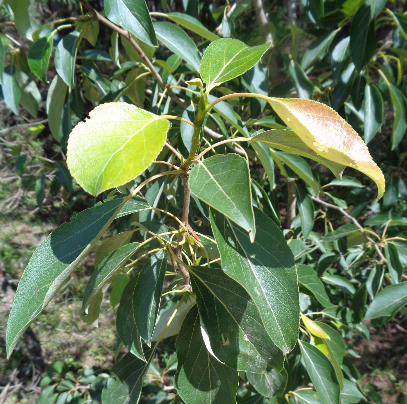 Image of Populus longifolia specimen.