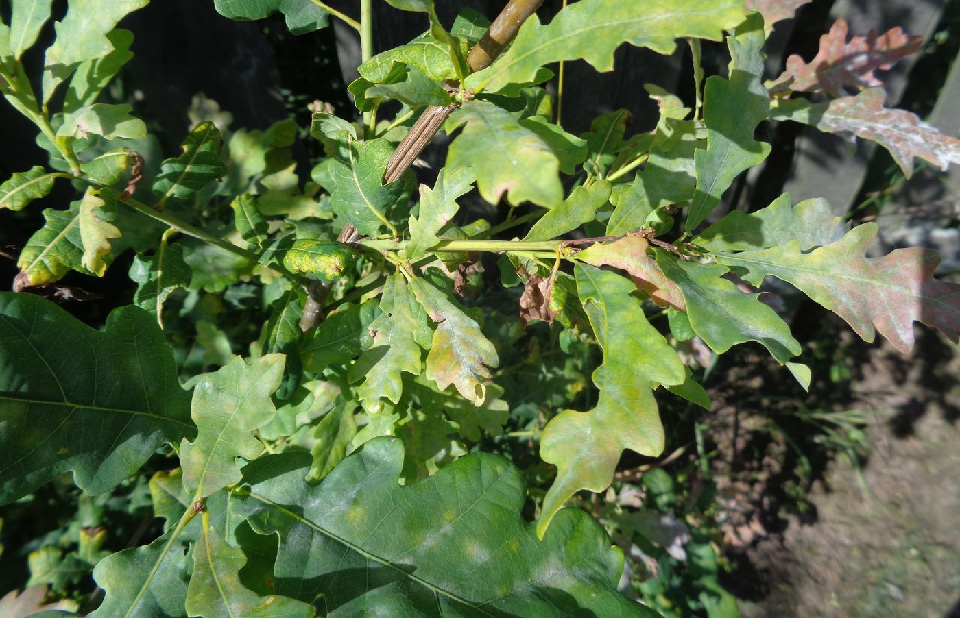 Image of Quercus robur specimen.