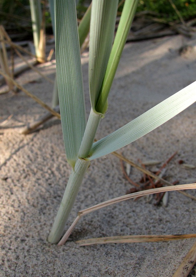 Image of Leymus arenarius specimen.