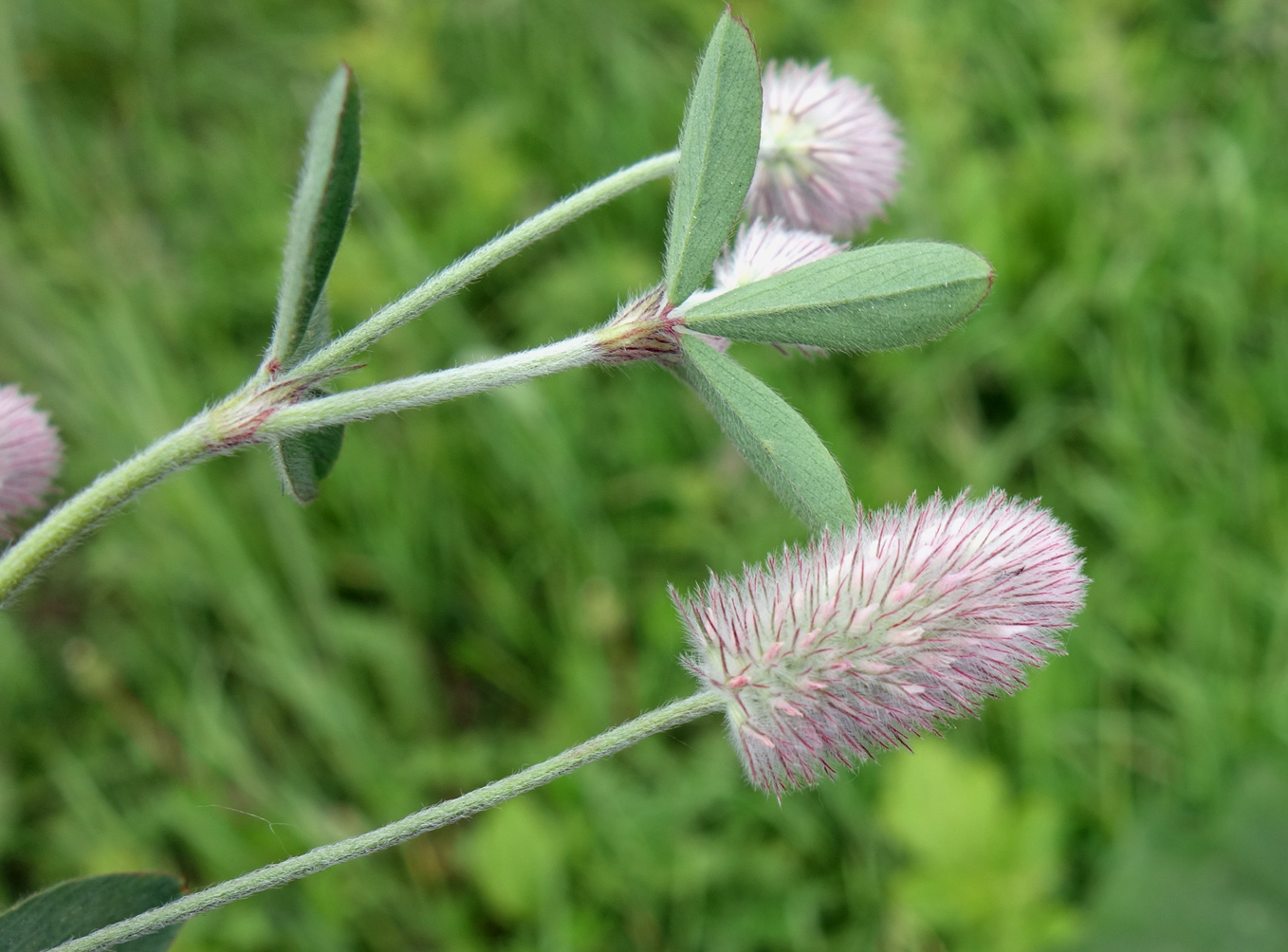 Image of Trifolium arvense specimen.