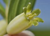 Polygonatum humile