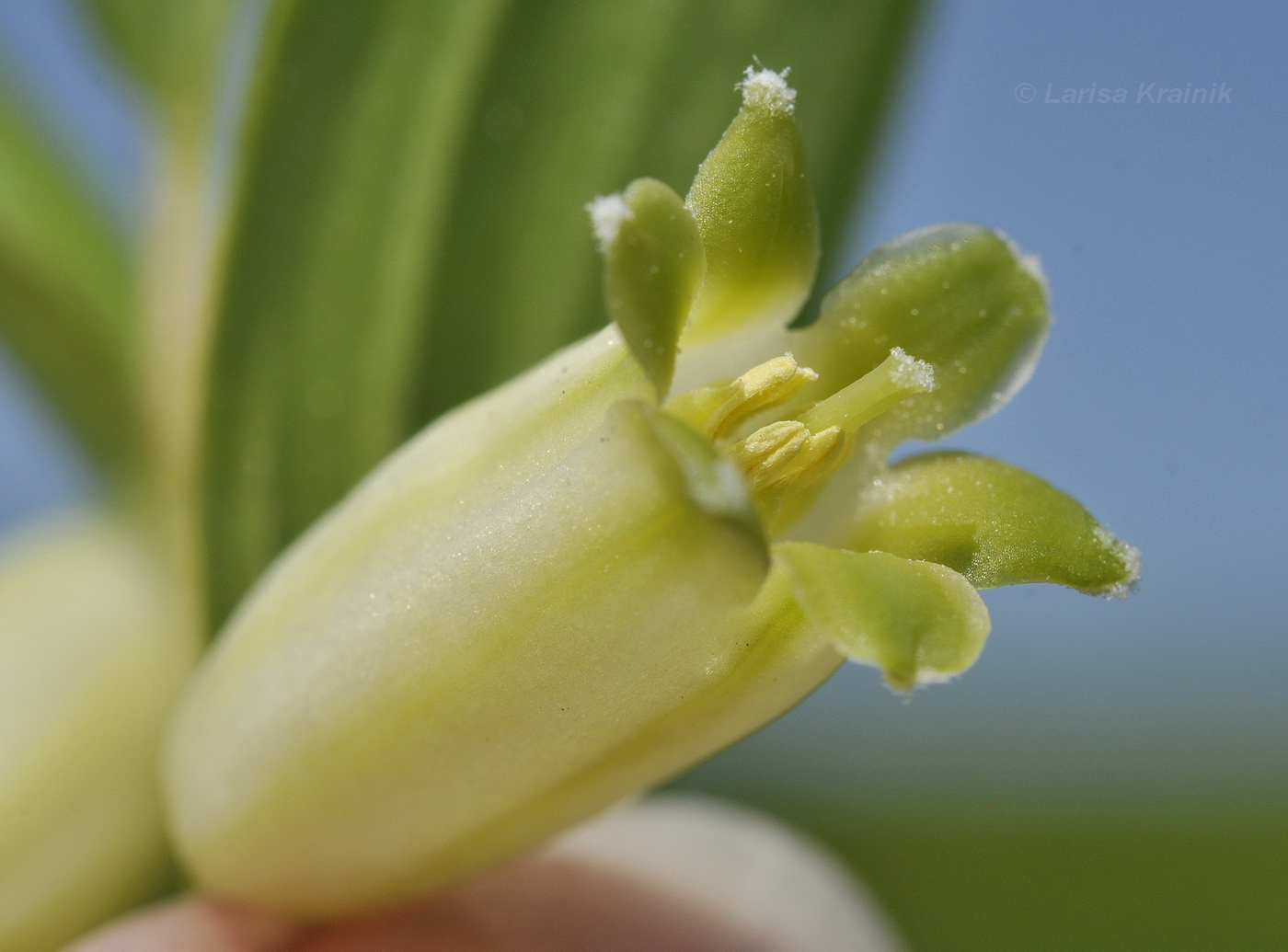 Изображение особи Polygonatum humile.