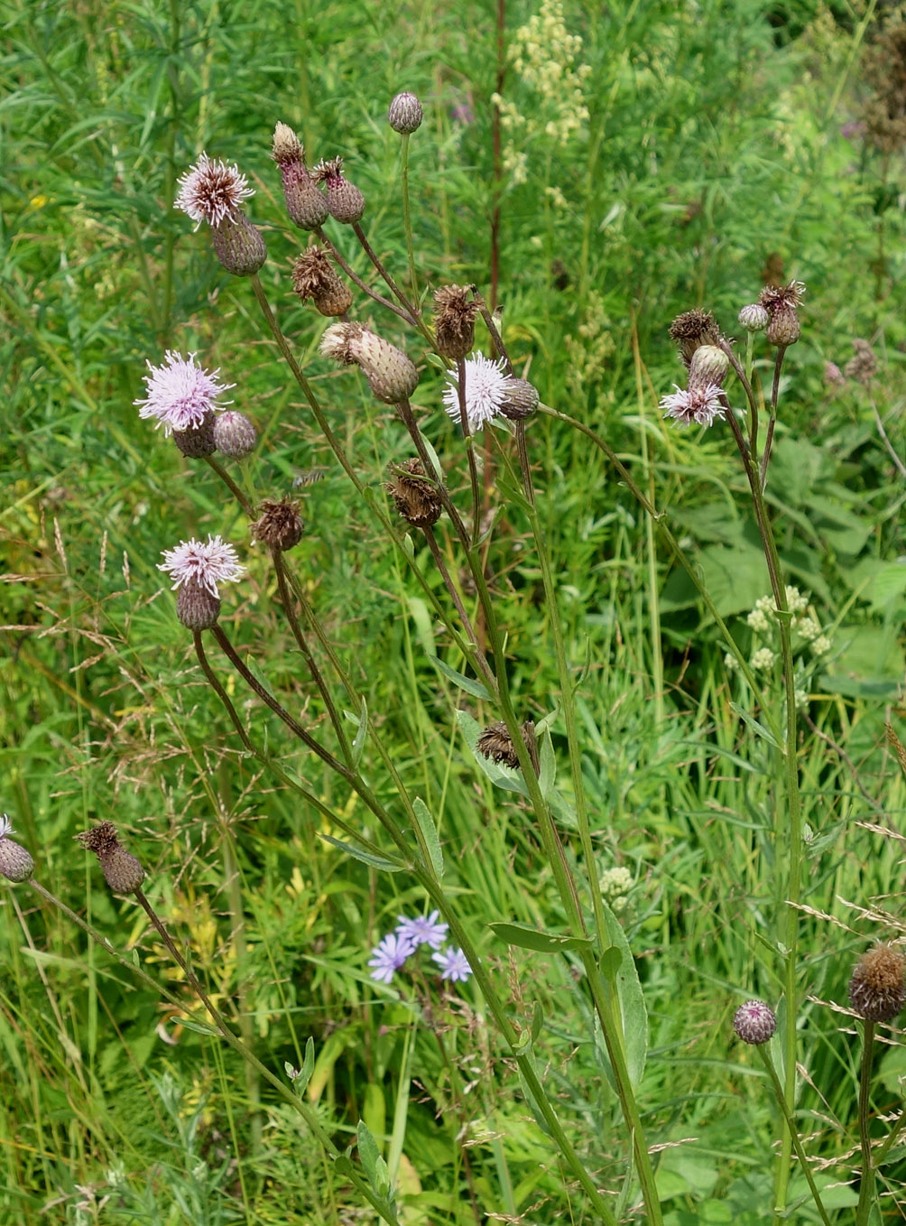 Изображение особи Cirsium setosum.