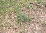 Otoptera burchellii. Цветущее растение. Намибия, регион Khoma, ок. 40 км западнее г. Виндхук, \"Eagle Rock Guest Farm\"; плато Khomas, ок. 1900 м н. у. м., саванновое редколесье. 23.02.2020.