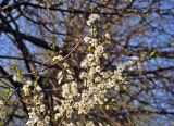 Prunus domestica. Верхушка ветви цветущего растения. Московская обл., г. Железнодорожный, в культуре. 08.05.2020.