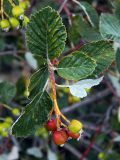 Смотреть изображение Sorbus taurica