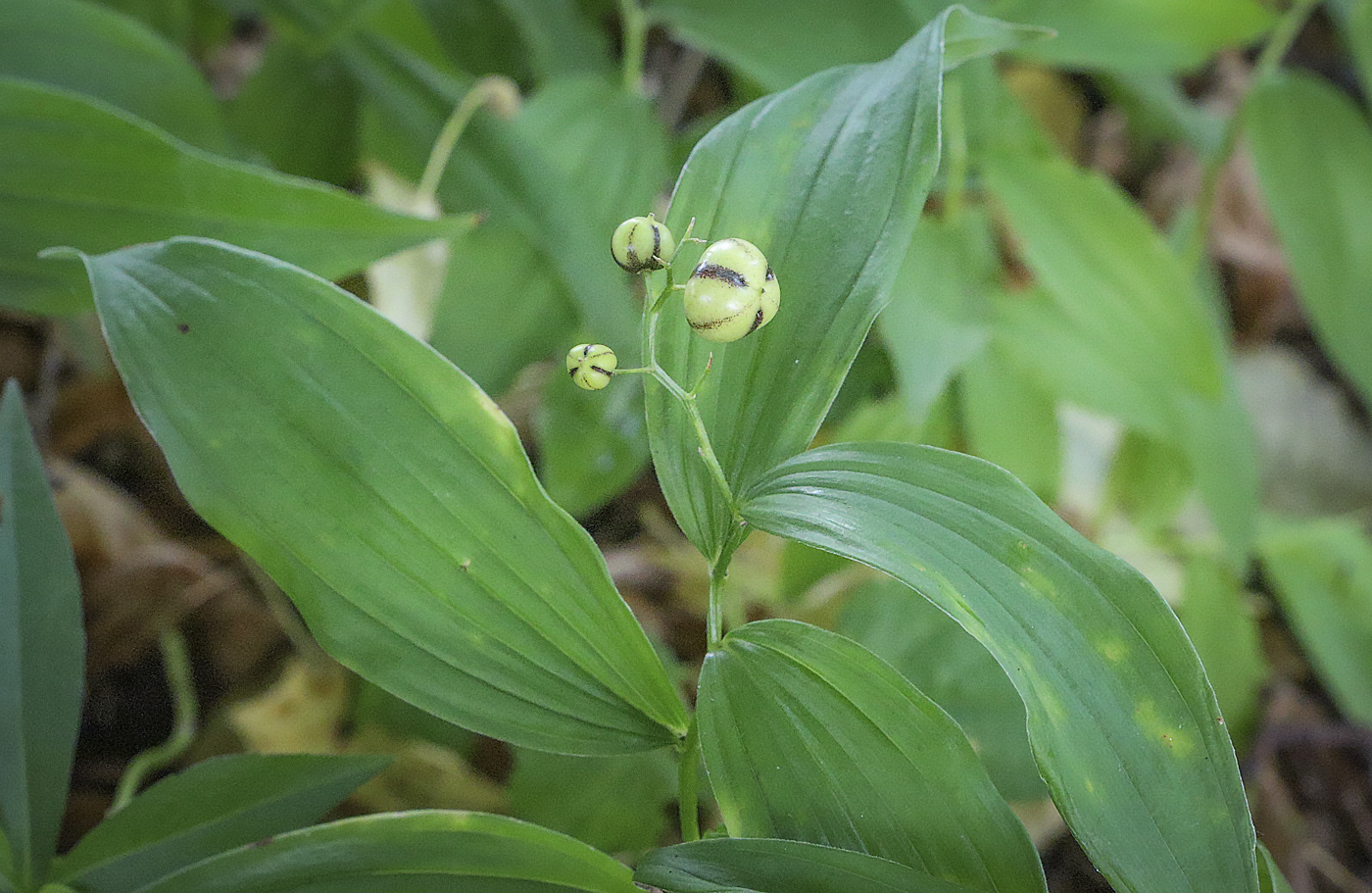 Изображение особи Smilacina stellata.