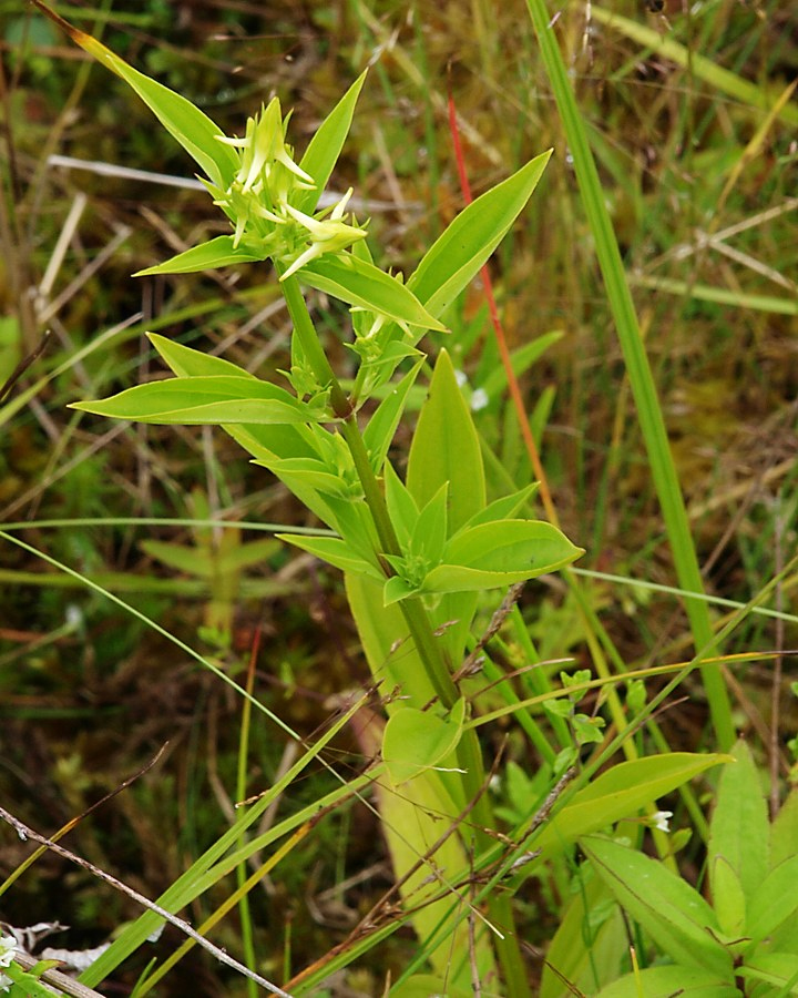 Изображение особи Halenia corniculata.