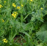 Brassica subspecies pekinensis