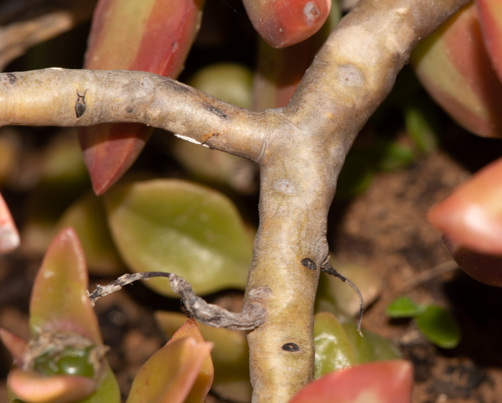 Image of Sedum adolphii specimen.