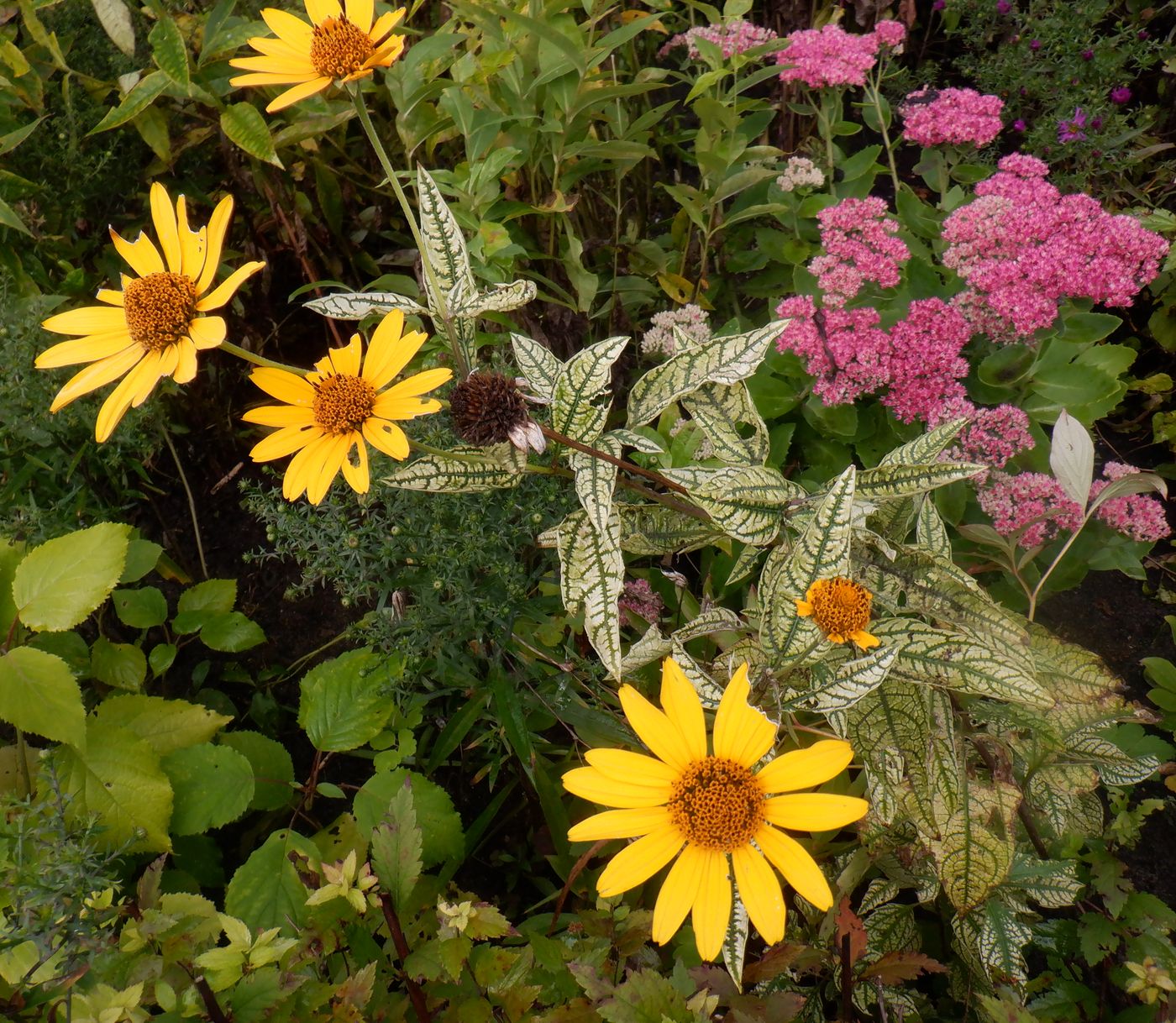 Image of Heliopsis helianthoides ssp. scabra specimen.