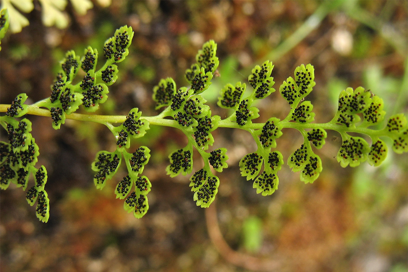 Изображение особи Anogramma leptophylla.